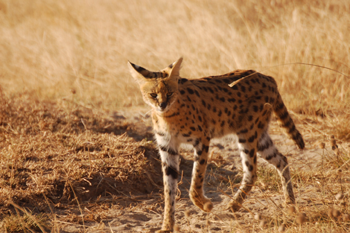 serval cat.jpg